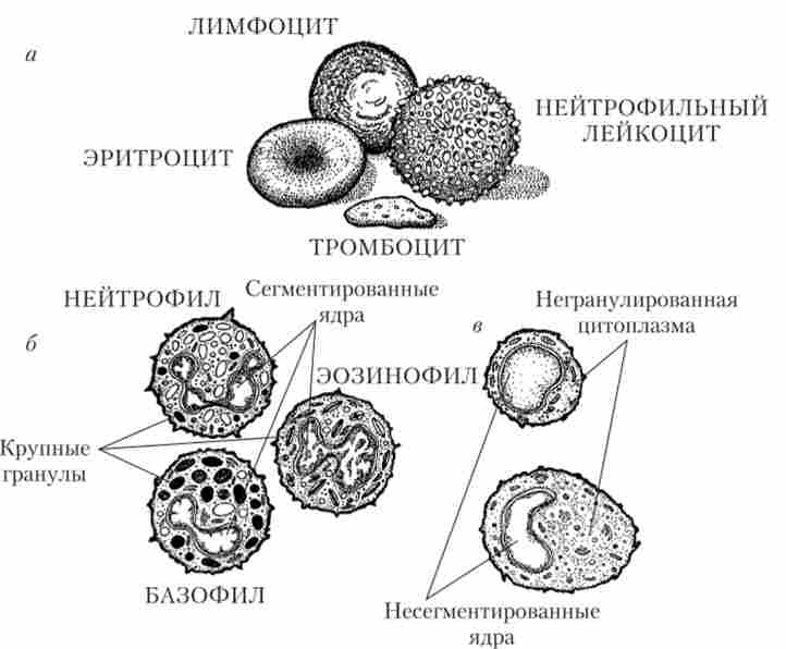 ������������ ������ � ����� �������� �������� �������� ���� (�). ���������� ������� ������ ����������� (�) � ������� (�) ���������