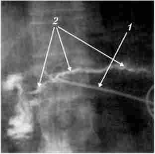 Գ�����������