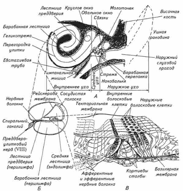 ���� �������