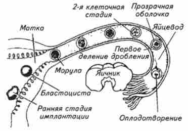 ����� ���䳿 ������������� �������� � �������� ������ ����� �������