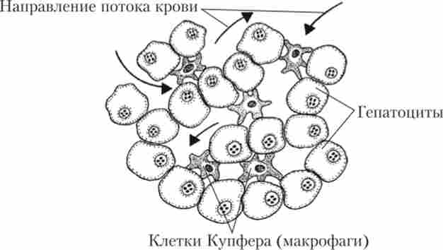 ��������� � �������� ������� (������ �������) �������� �������� ����, �� ������� � ������� ���������