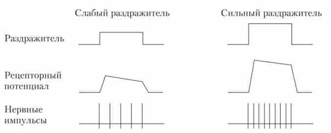 ������������ ������� � �������� � ��������� ������������ �������