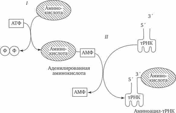 ��������� ����������� �� �������� ����