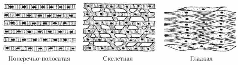 г��� ���� �'������ ������