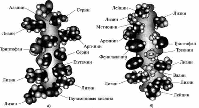 �-������ ���� ������������� �-1 (��� �. �. ���������)