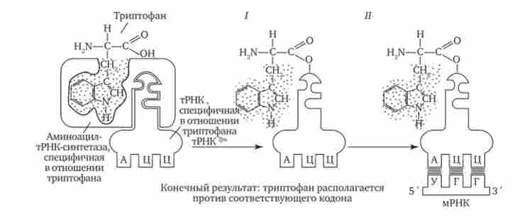 ����� ���������� ����������� ����