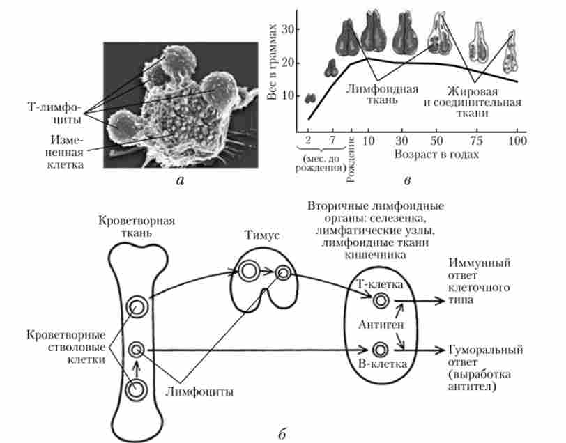 �-��������� (�). ��'���� ������ � ������������� �������� (�). ³��� ���� ���� ������ (�)