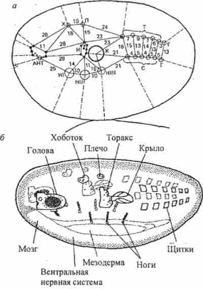 ����� ������� �����������? >