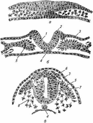 ���������� ������� ������ ������� ������� (�� �. �. �������, �. �. ���������)