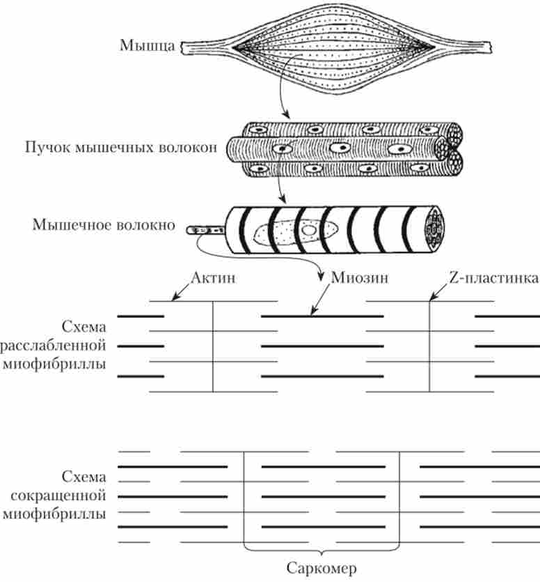 ���������-�������� �'��. ������ � ����������