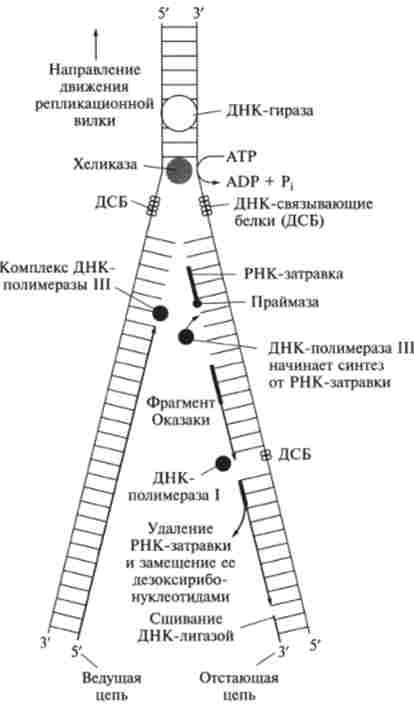 ���䳿 ��������� ��� (������������� �����)