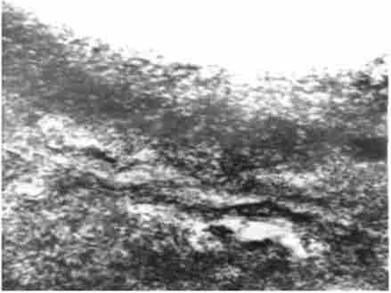 �������� ������, 14-� ���� ���� ������