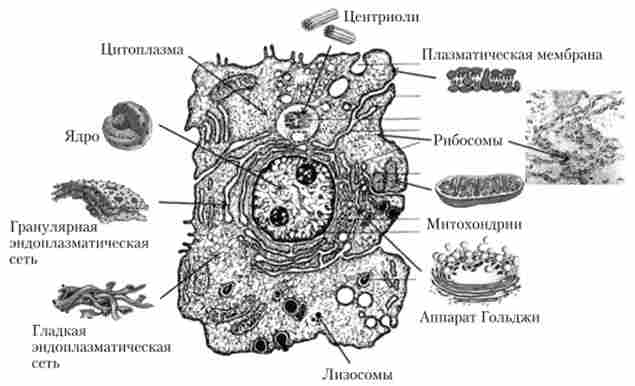 ������ ������ (���������� ���������)