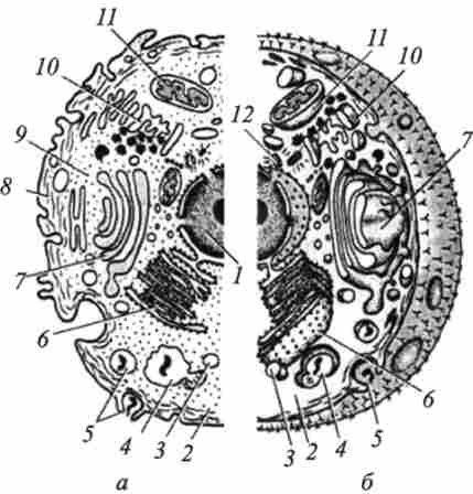 ������ ����������� ������ (�� �. �. ������� � ������.)