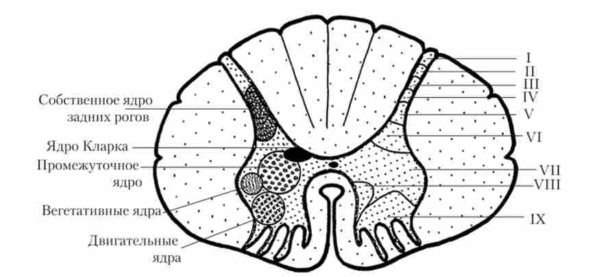 ѳ�� �������� �������� �����