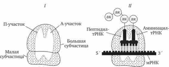 ĳ����� ��'�������� ������� ���� � ��������