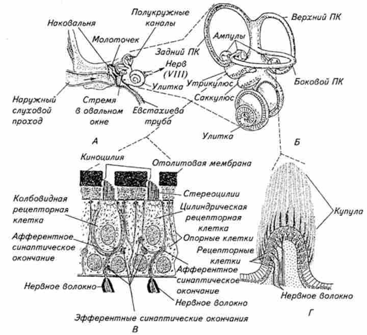 ���������� ����������� �������������� �������