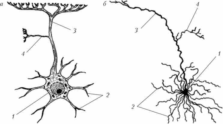 �� ������ ������, ��������� � ������ {�) � ������ (�) �������� ���������