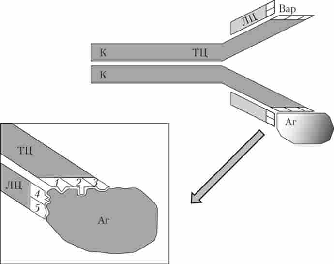 ������ ������� (����) � ������� �������� ������������ ������ ������� � ��������� (� �����)