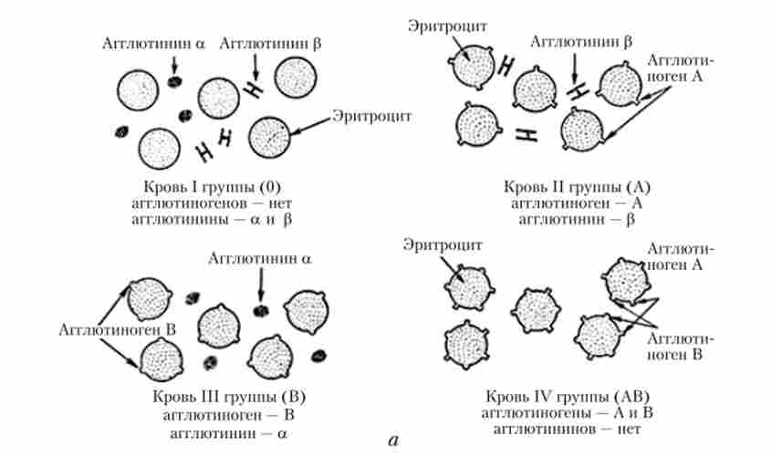 ����� ���� ������ (�); ��������