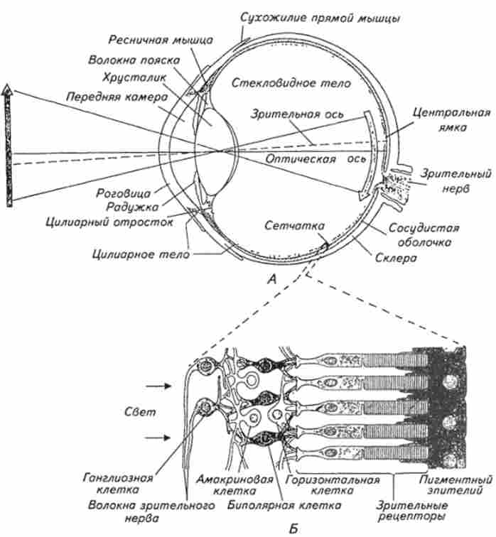 ����� ������ ��� (�) ������� � ������ ������ (�)