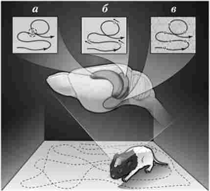 г��� ������ ������� ��������