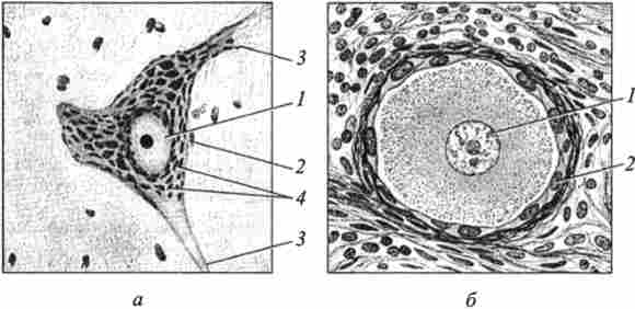������ �������� �����