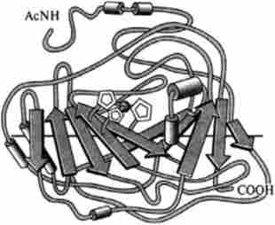 ��������� �-����������� ��� (� ������������ ������)