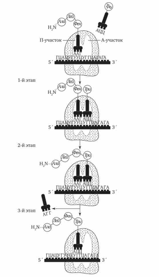 ���� ��������� � ������ ����