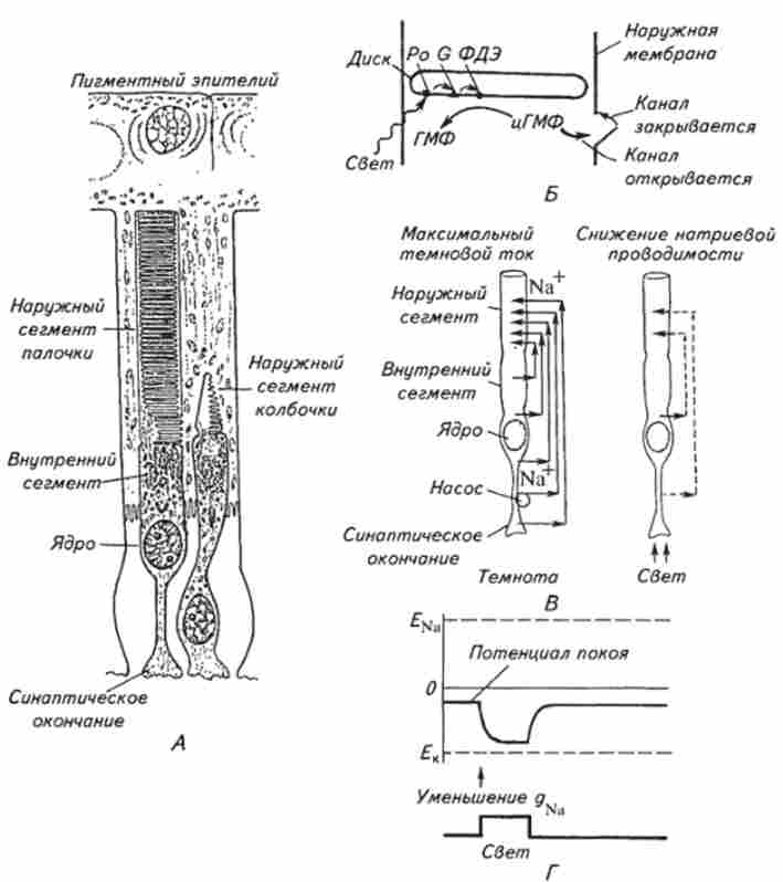 ������������������ ����������� ������������� ���������