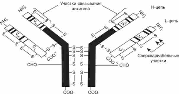 ����� ������ �������� ��������� �������������; � � �- ���������� � ���������� ������ ������������ �������; � �? - ���� � ���� �������