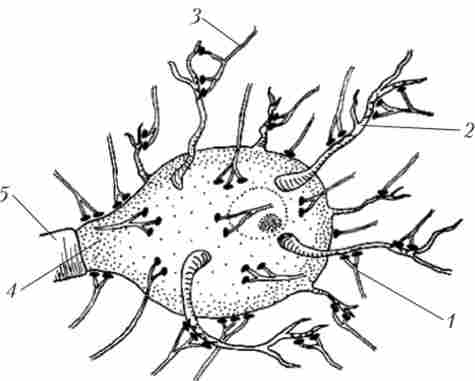 ���������� ���������� �������