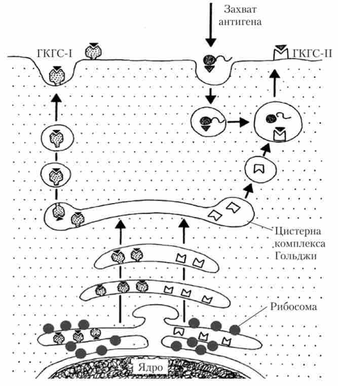 ���������� � ����������� ��� ��������� ������ �������� �� ��������� ���� ����-� (��������), � ����� ����������� ��������� �������� �������� �� ��������� ���� ����-I (������)