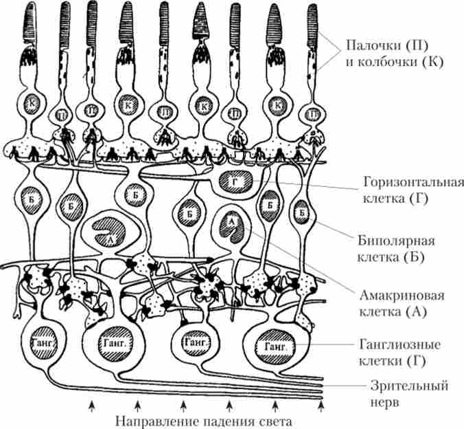 ������ ������ ���