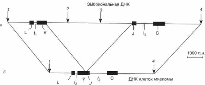 ������������ ������ ���, �� �������?-������ ������� ��������������