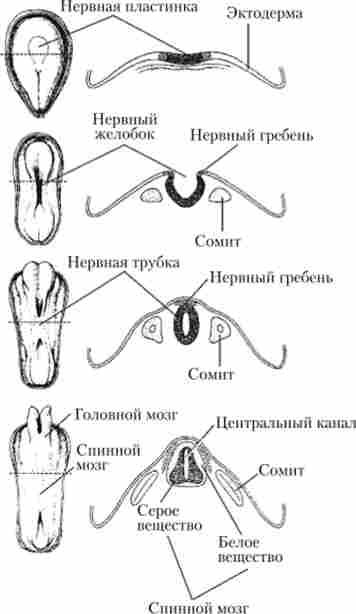 �������� ������� ������� (��