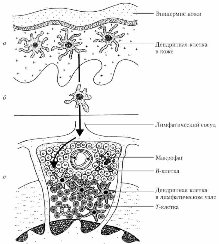 ��������� ������, ��������� �������� � ��� (�), ���� �� ������������ ������ � ���������� ����� (�) � ������ � ������� � �-��������� (�)