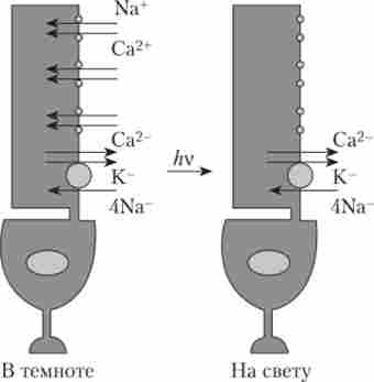 ������ �������������