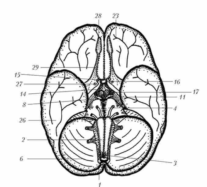 ����� �������� ��������� �����