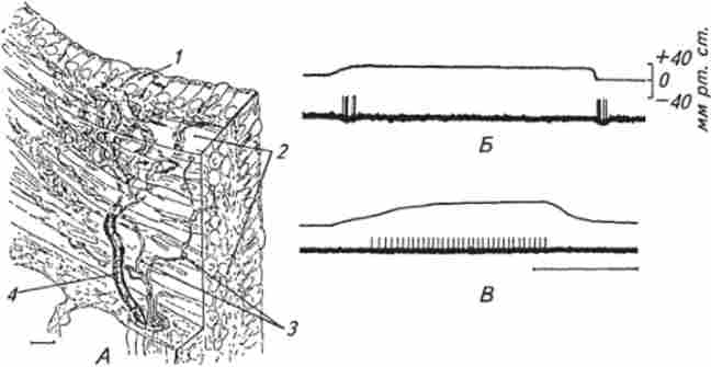 ���������� ���������� �������� ����� ������ � ��������� ����������� (�) � ��������� ���������� ��������� ��������� ������������ (�, �) � ������� �� ��������� �������������