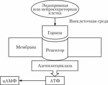 ��������� 䳿 �������, �� ������� �������� � ���������� ����������� �������� ������-�����