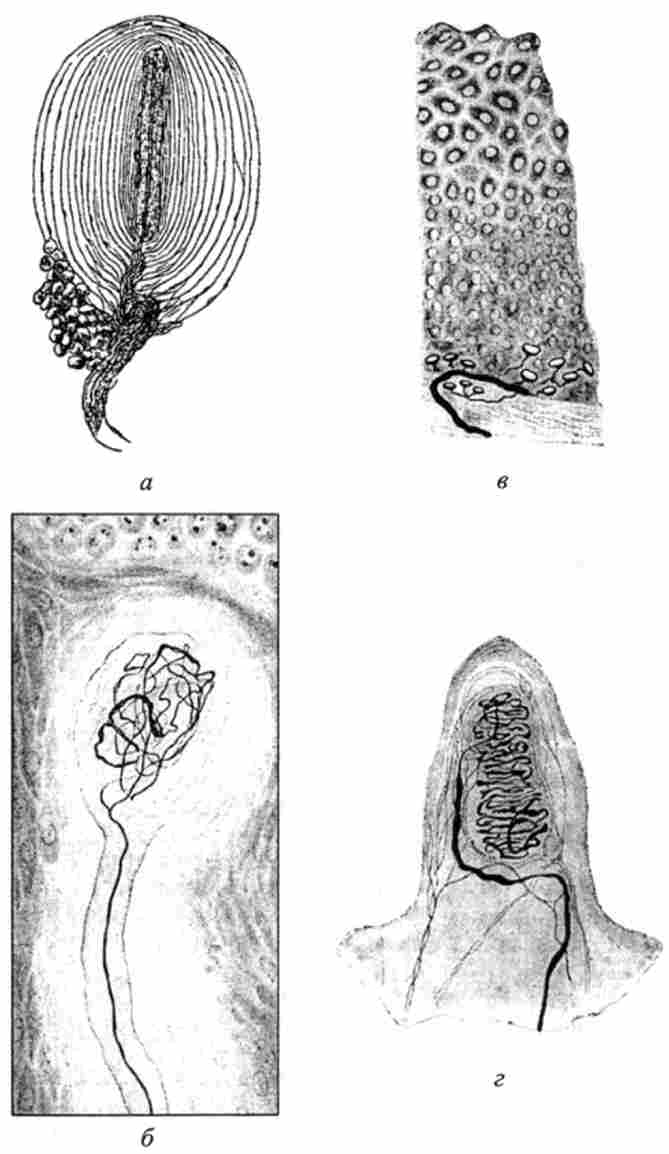 ������ ���������