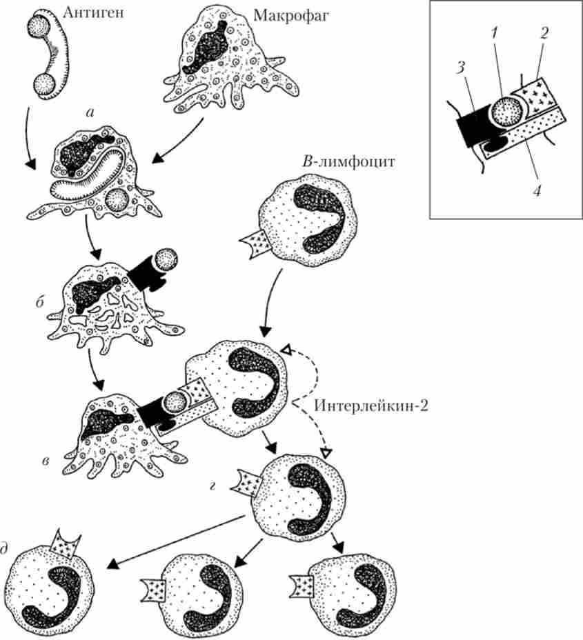 ��������, ��������� ������� ���, �������� �������