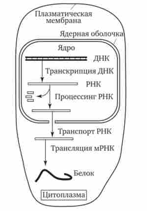 ����������� ����� ������� ������� ��������� ���������� � ����������� �����