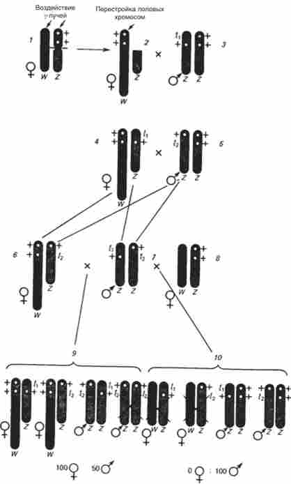 ������� � ����������