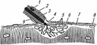 ������ �������� ��������� (�� �. �. ������ � ������.)