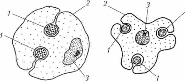 ���������������� ������ �������, �������� � ������� ������