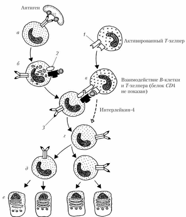 ϳ��� ��������� �������� � �������