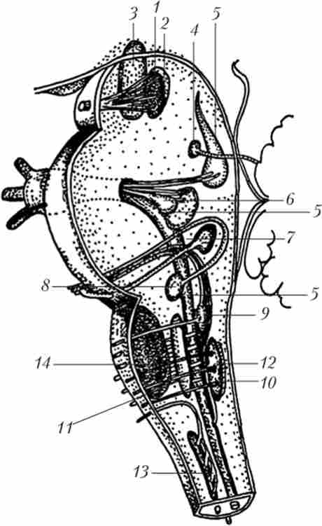 ���� �������� ����� � ������� �����