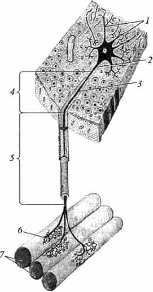 ����������-������������� ���������� ������� (�� �. �. �������, �. �. ���������)